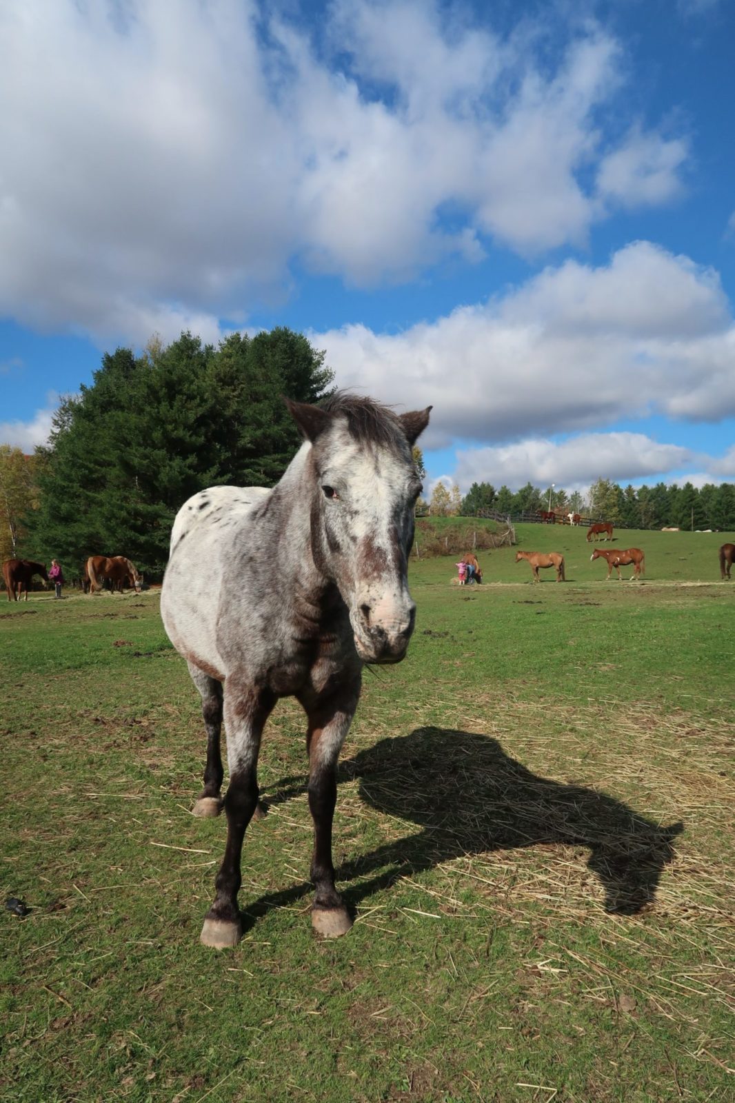 horseback riding in Quebec