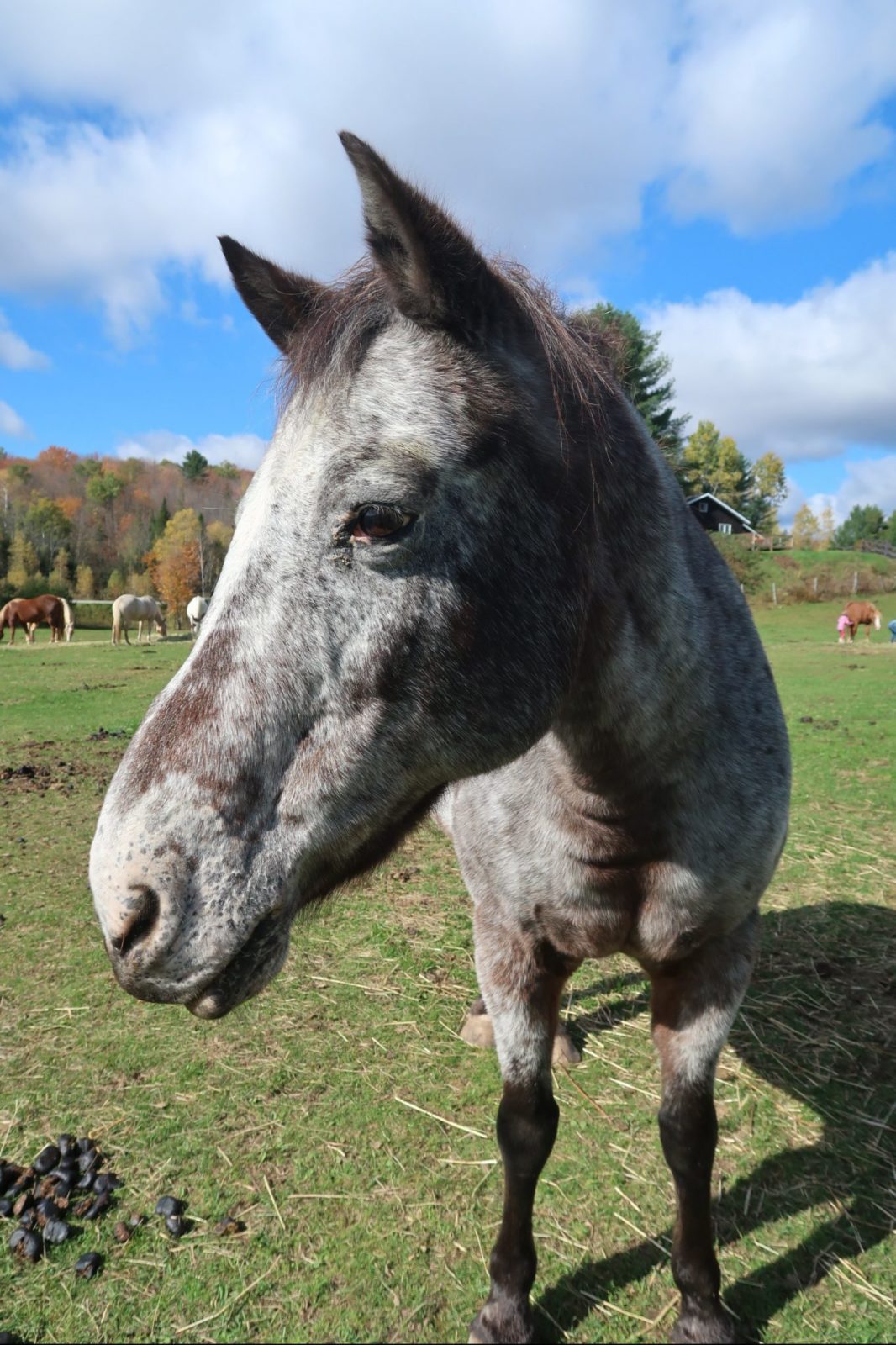 horseback riding in Magog, Quebec